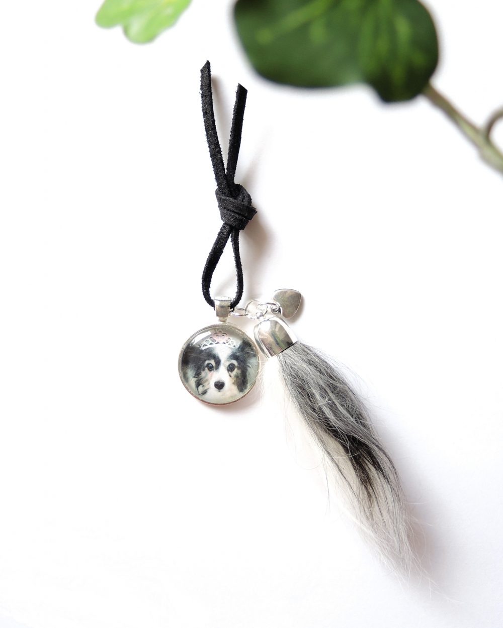 Lemmikkikoru (karva) - Image 3