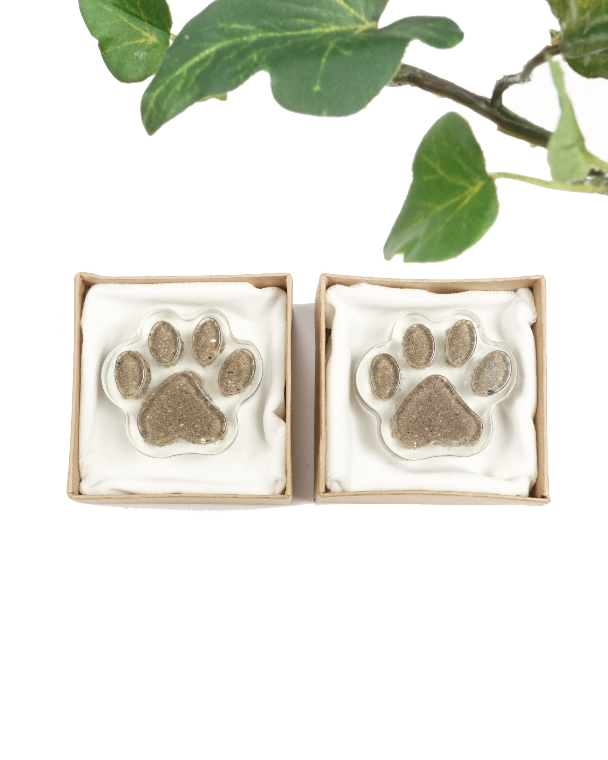 Pöytäkoru (tuhkatassu) - Image 3