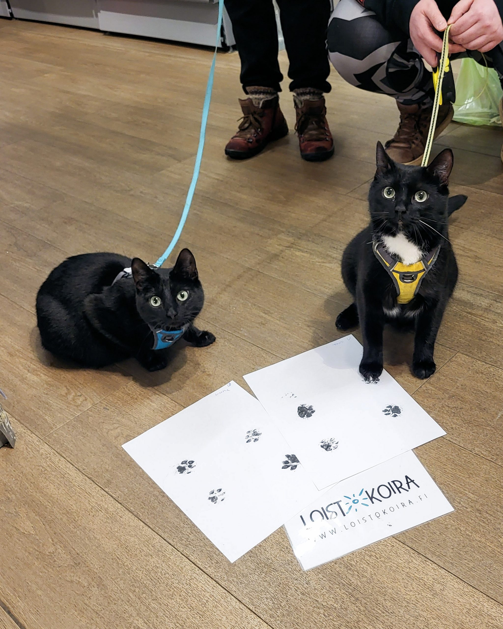 Tassupainatus-setti - Image 7